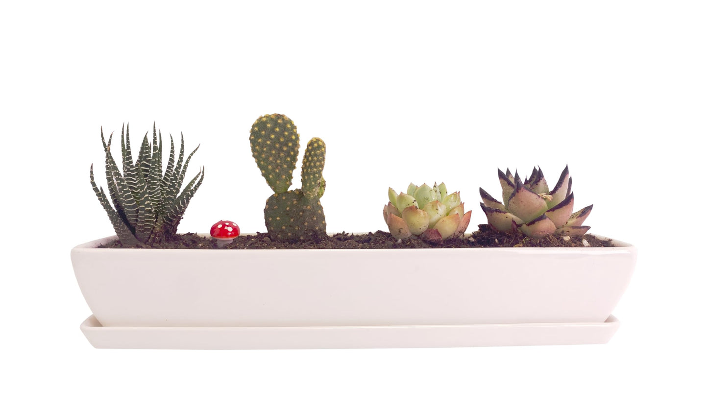 Kipokalor Two Set of Long Rectangular Modern Succulent Planter Pot,with Ceramic Saucer for Office,Desk,Window. (2)