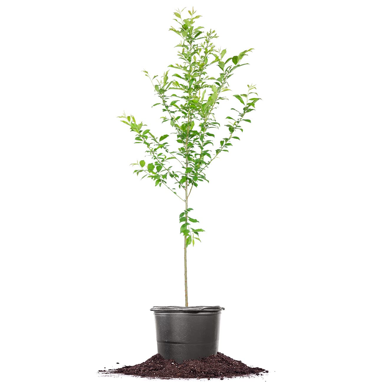 Perfect Plants AU Rosa Plum Tree 4-5 Feet | Live Fruit Trees for Outdoor Planting | Huge & Juicy Plums for Fresh Eating | Growing in Zone 5-8
