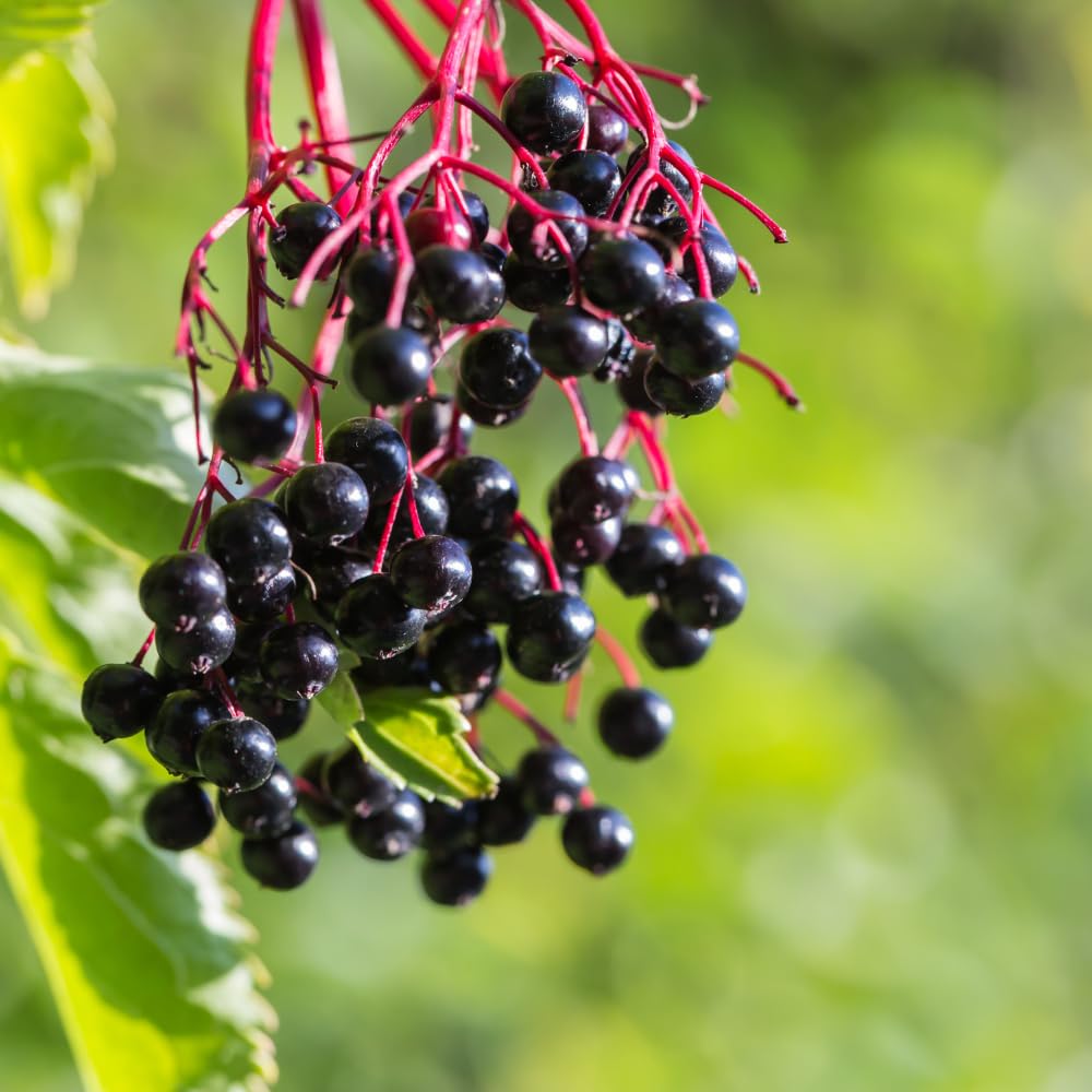 2-Pack Black Elderberry Tree Live Plants | 8-12" Bare Root Seedlings | Fast-Growing Fruit Bearing Shrubs