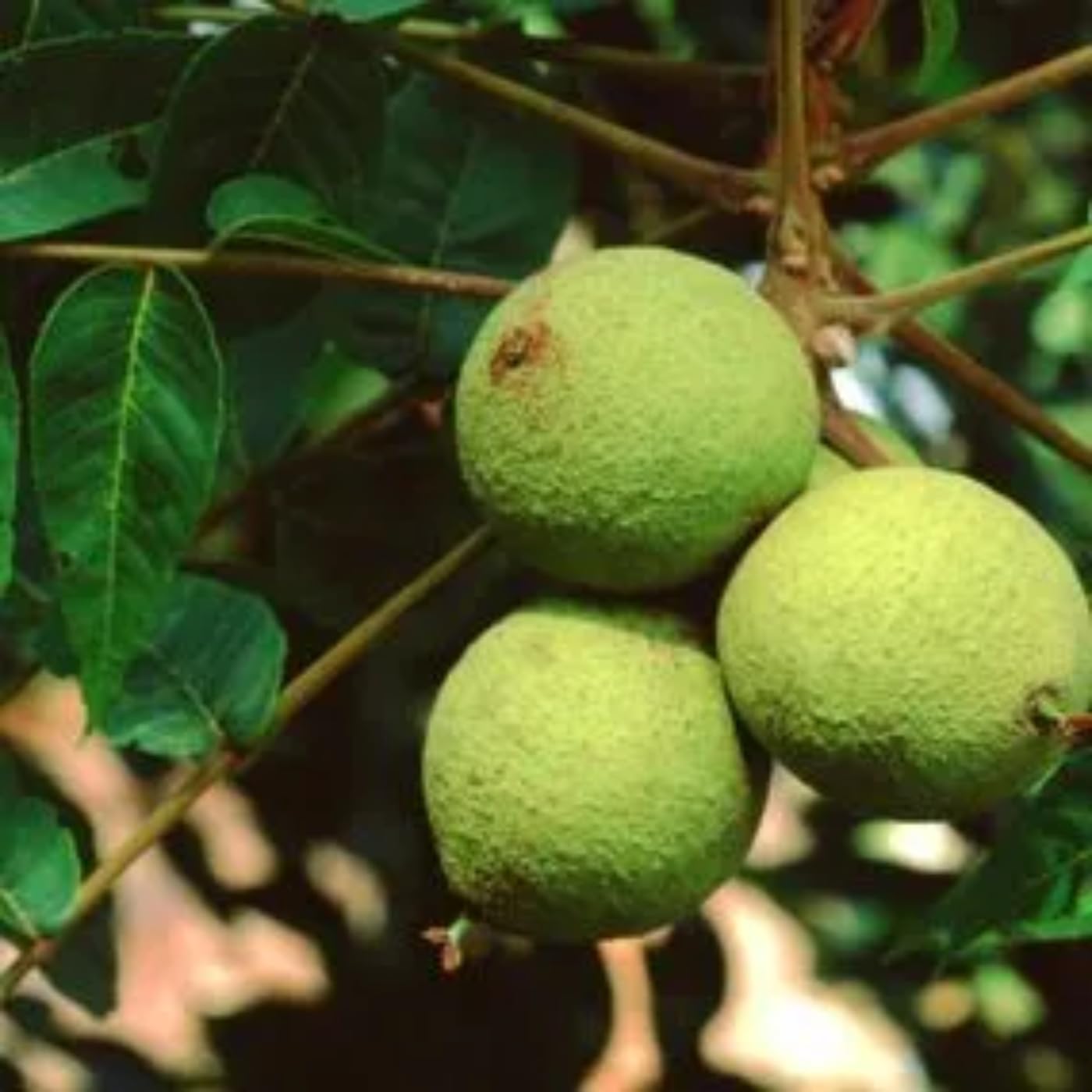 Black Walnut Tree Live Plant 1 Year Old Well-Rooted in 4" Pot, 6-12" Tall, White Walnut Butternut Like, Walnuts Trees for Spring Planting, Cold Hardy, Dormant