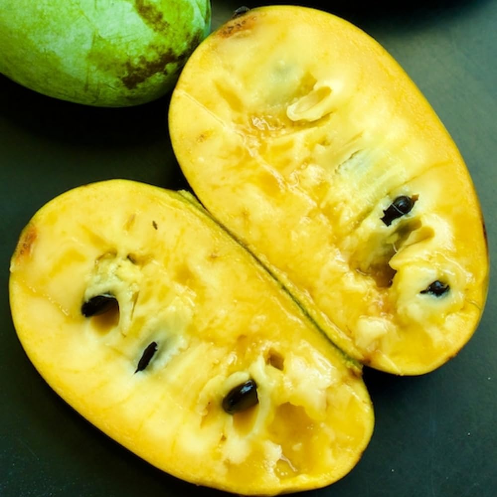 Pawpaw Tree Live Plant, in Quart Pot, Cold Hardy Paw Paw Plant Live for Outdoor Planting, 6-15 Inch Tall, Pawpaw Fruit Tree