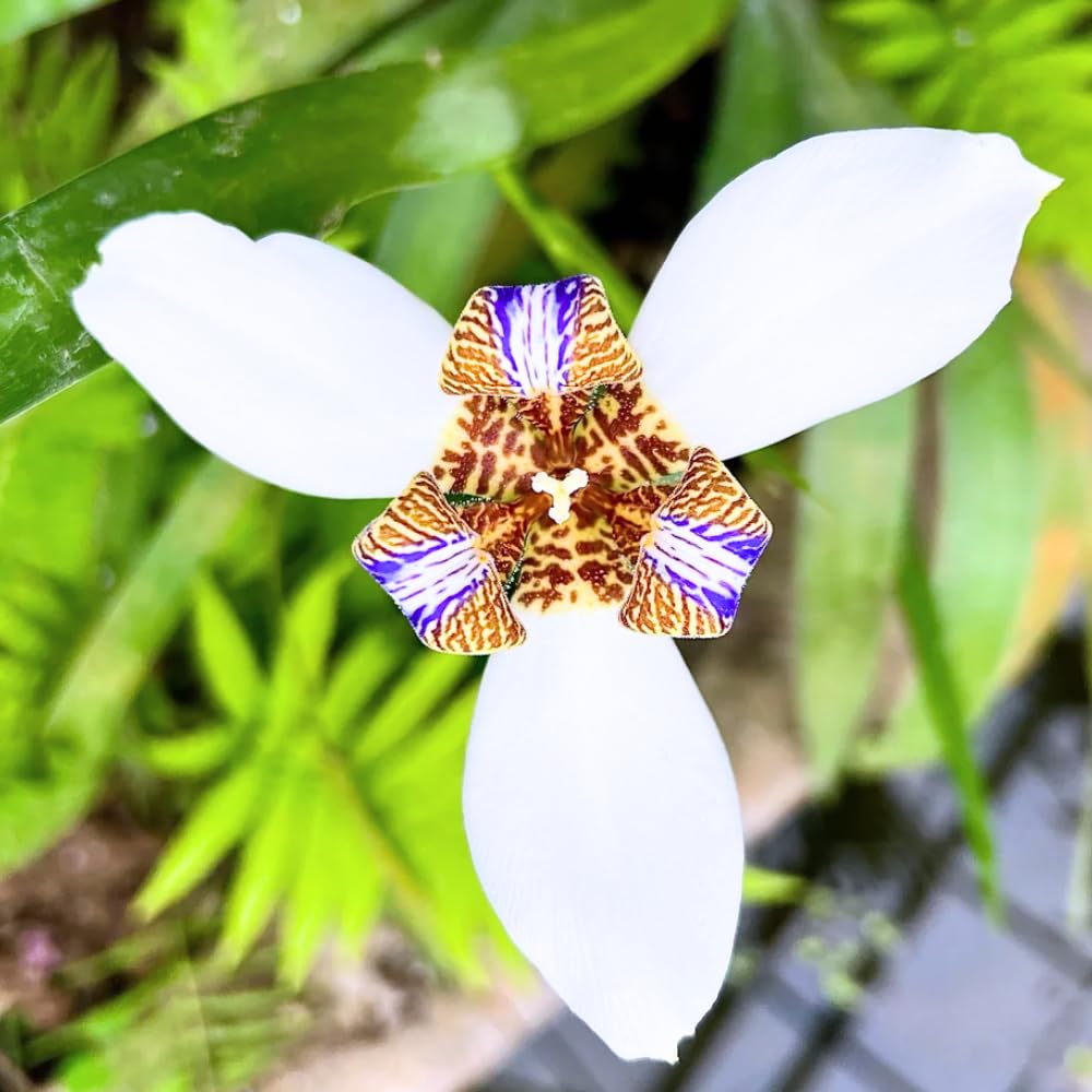4 Iris Plants, Walking Iris Plants from 5 Inches Tall Bareroot, Purple Iris Flowering Plants