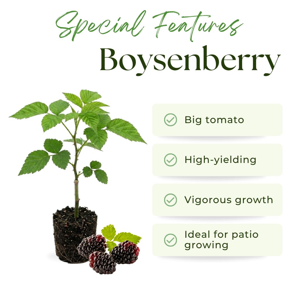 Set 3 Thornless Boysenberry Plants, Boysenberry Plants Live for Planting, 4-6 Inc Tall, Well Rooted, Sweet Berries, Boysenberries Plant for Indoor Outdoor Planting