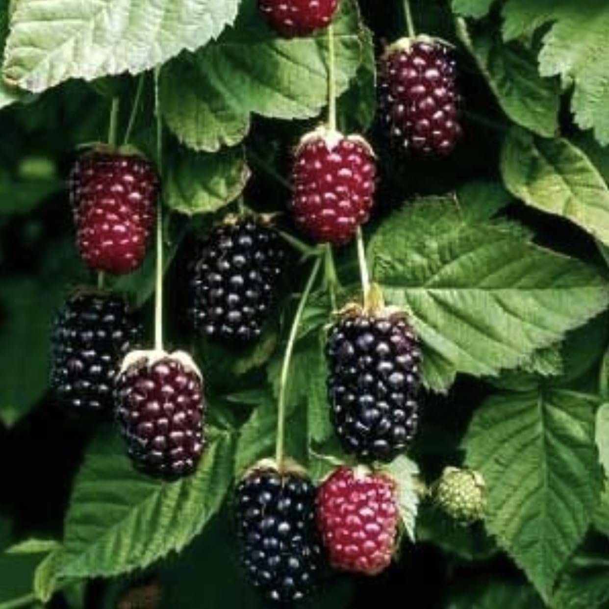 Boysenberry Plants - Pack of 2 (Two) - Mix Between Raspberry BlackBerry Loganberry Dewberry Plants for Planting - 4-6 inch Starter Plants - Fruit Tree Live Plant