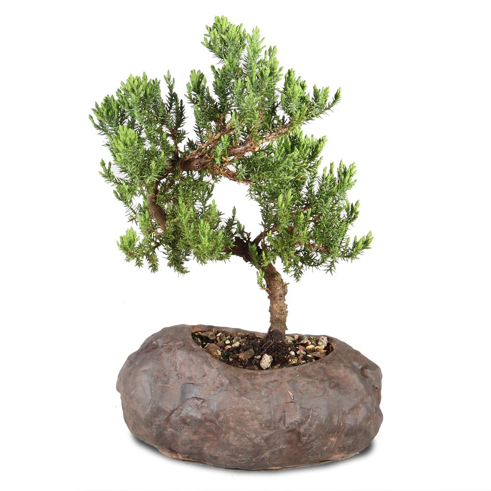 Brussel's Bonsai Live Green Mound Juniper Bonsai Tree - Medium, 5 Year, 6 to 10 Inches - Outdoor Bonsai Tree Live with Rock Bonsai Pot