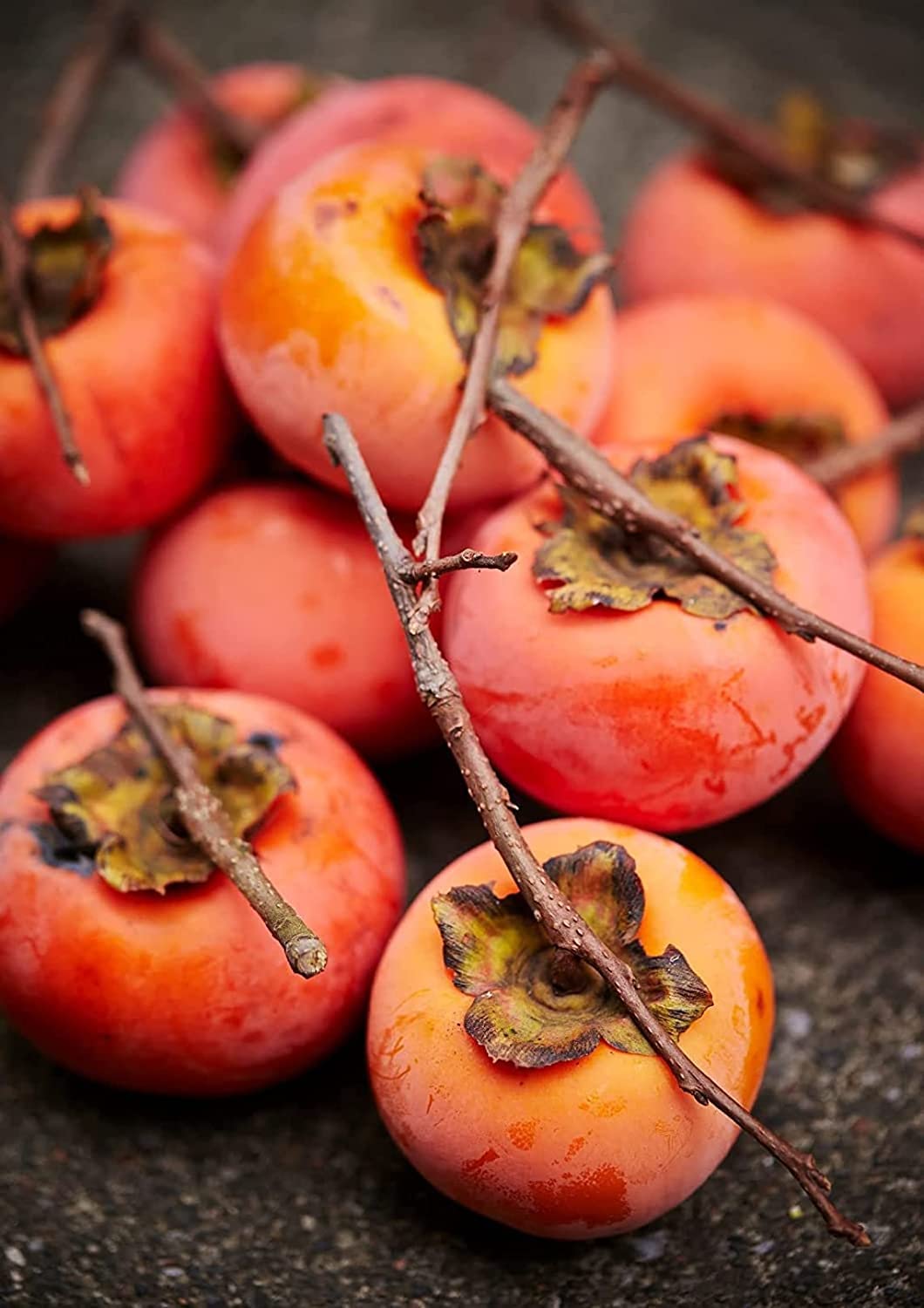 American Persimmons Tree Seedlings for Planting - 1 Yr Old Seedlings (2 Persimmon Tree) - No Ship to California