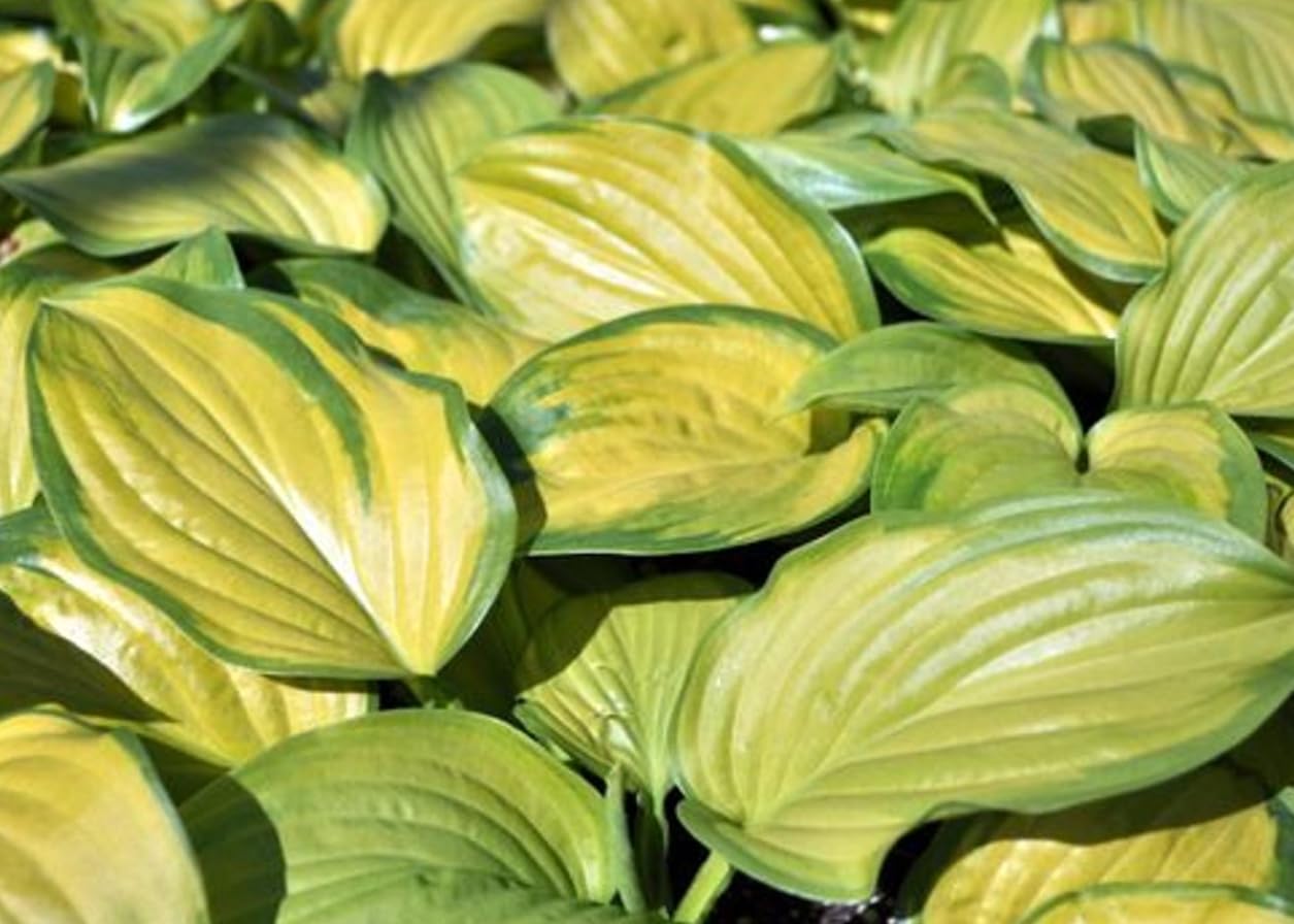 Stained Glass Hosta - HOSTA of The Year 2006! - Live Plant - Quart Pot