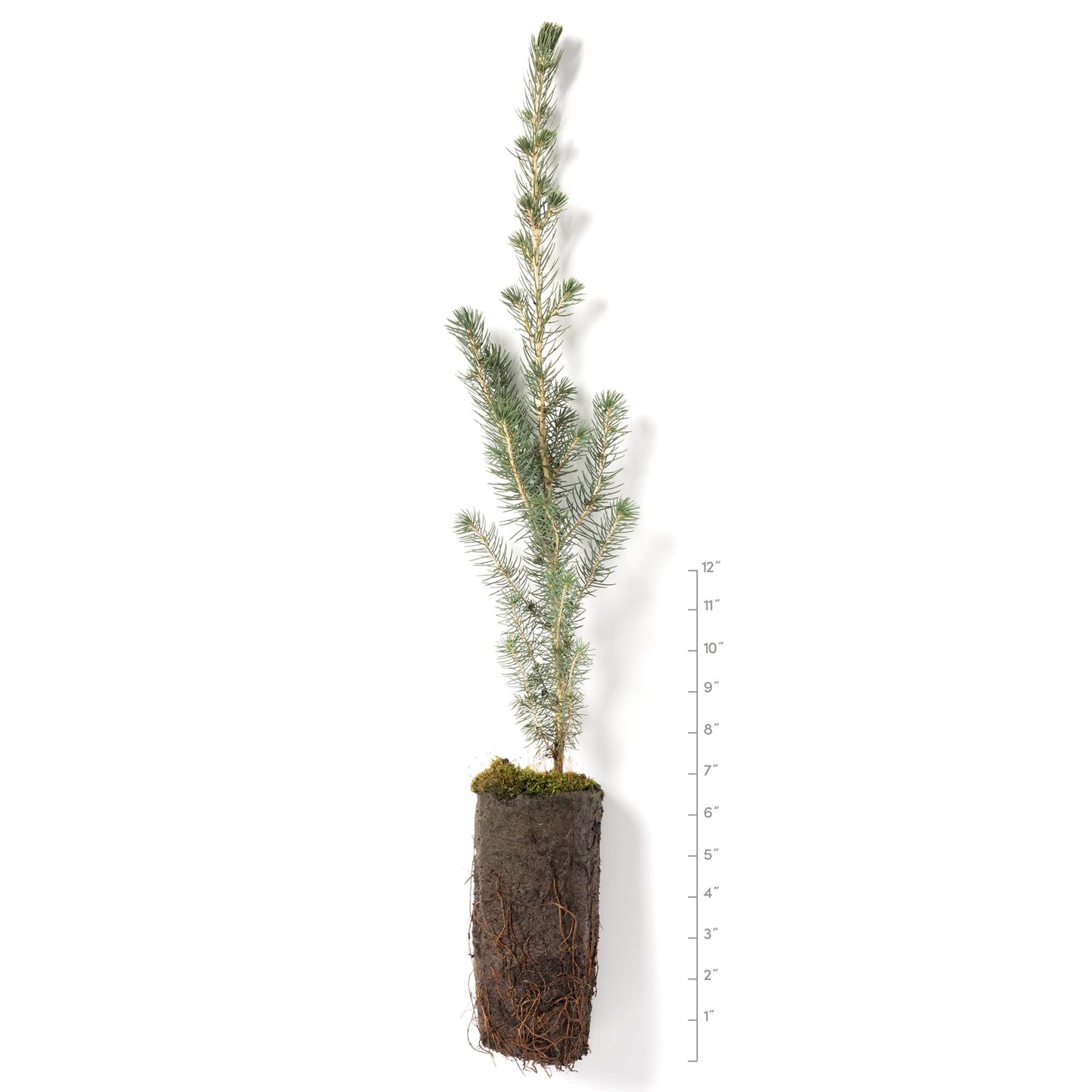 White Spruce Live Jumbo Tree Seedling Plugs | 12"-18" | Arbor Day Foundation (1-Pack)