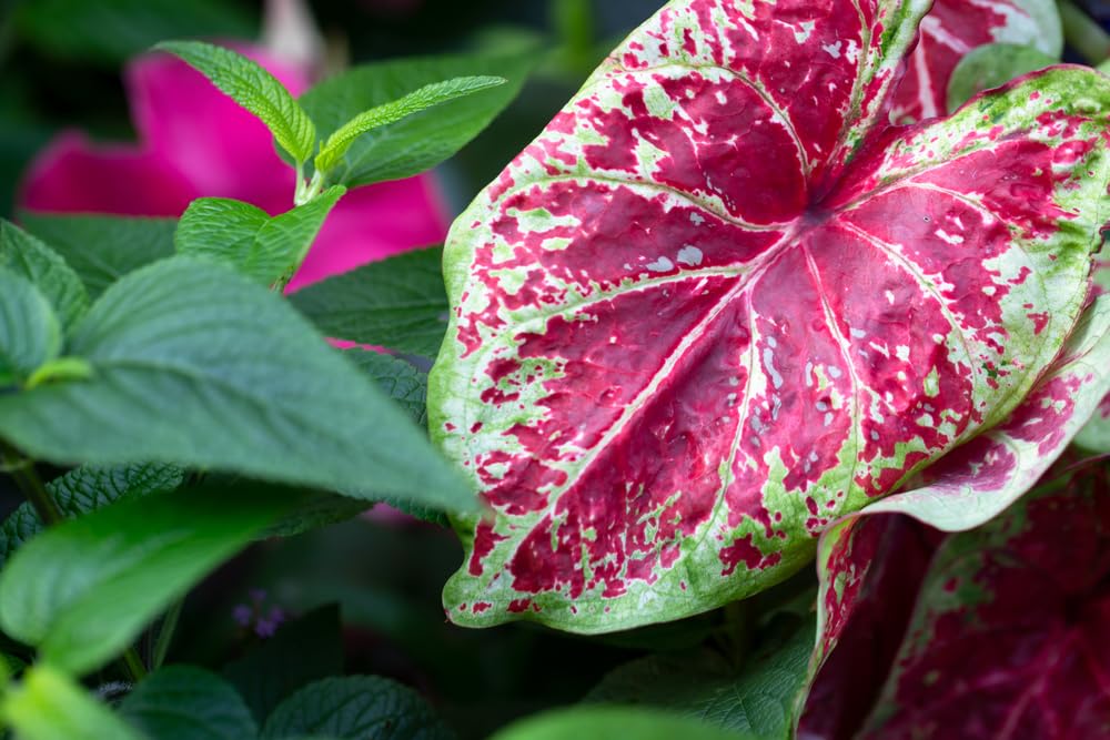 Sizzle Caladium Bulbs for Planting - Perennial Hosta, Elephant Ears, Fancy (10 Bulbs)