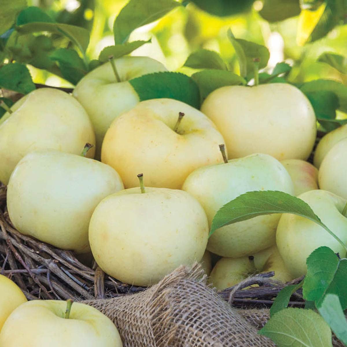 Pristine Apple Dormant Starter Bare Root Standard Fruit Tree, 1-Pack - Due to State restrictions Can't Ship to Montana