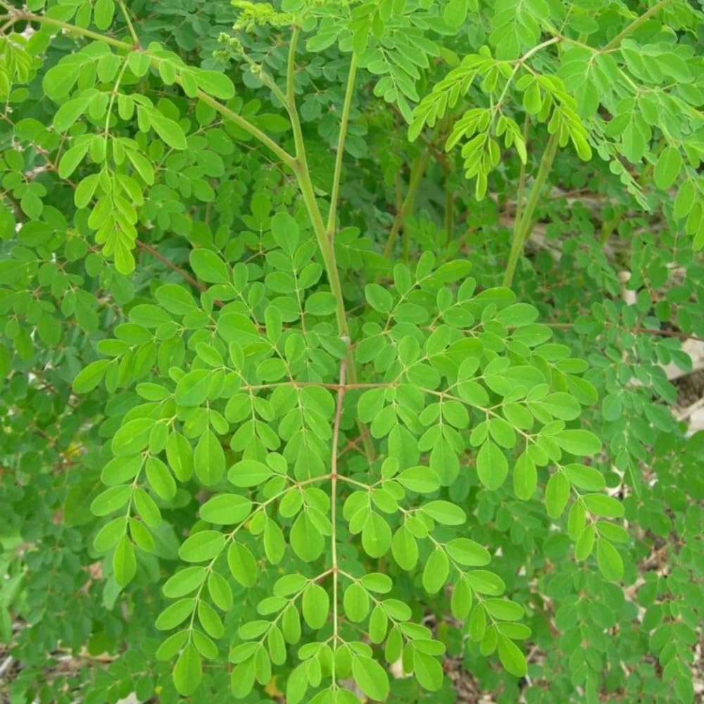 2 Moringa Tree Plants, Oleifera Moringa Drumstick Tree Starter Plants, Fast Growing Live Plant for Home Garden, 5-8 Inch Tall, 2 Plants Per Pot