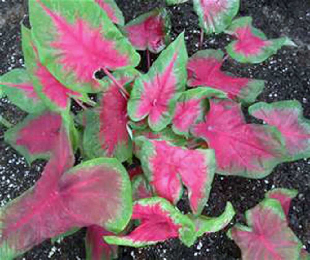 Caladium, Bulb, Pink, Pack of 10 (Ten), Easy to Grow, Colorful Mix, HOSTA Bulbs