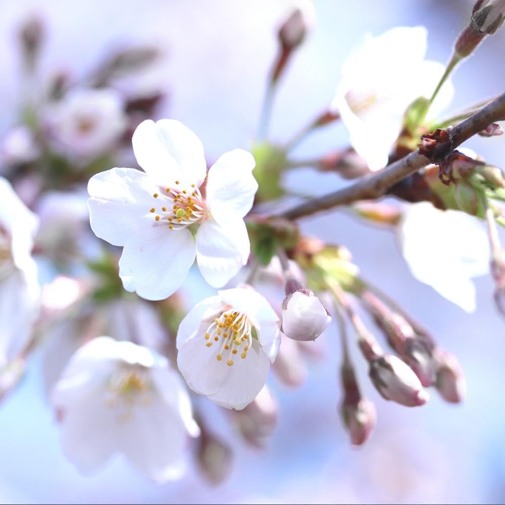 Brighter Blooms - Bing Cherry Tree, 4-5 ft. - No Shipping to AK, AZ, CA, CO, HI, ID, OR, WA