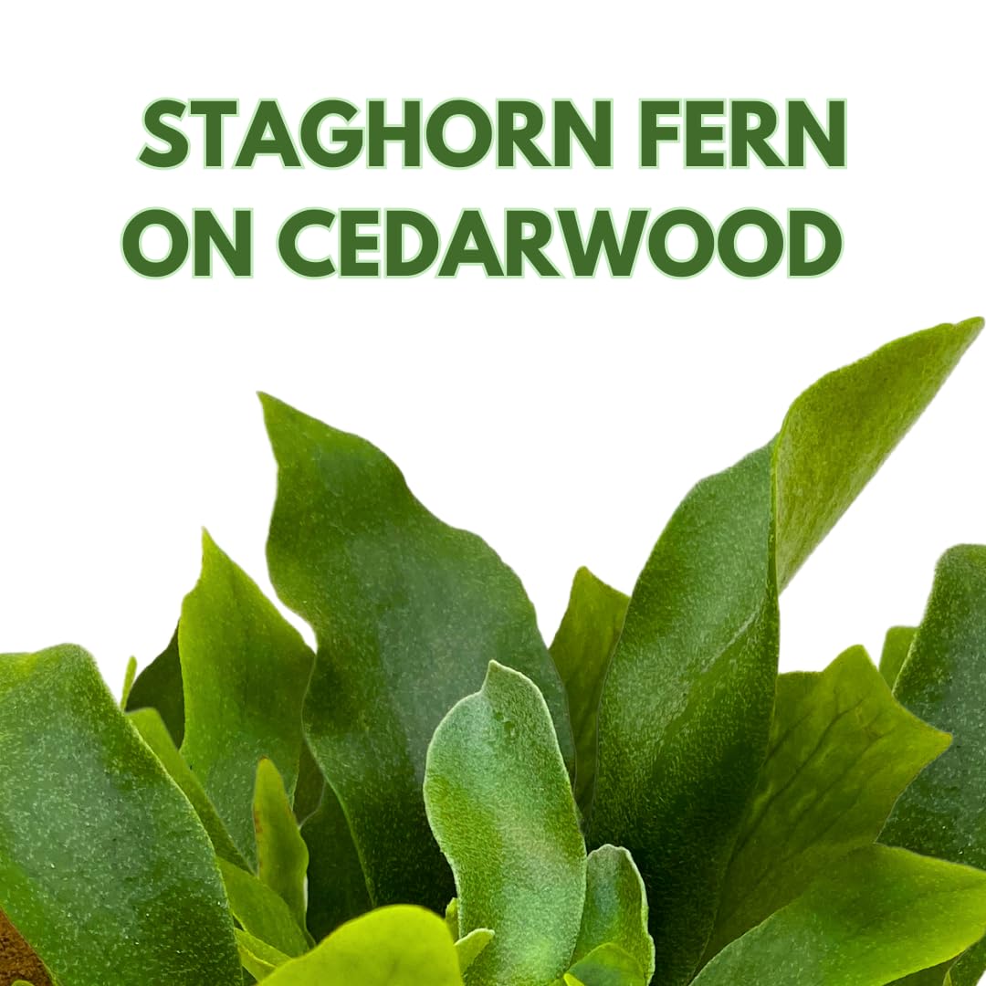 BubbleBlooms Staghorn Fern Plaque, Elkhorn Fern on Cedar Wood Sculpture, Mounted with Moss
