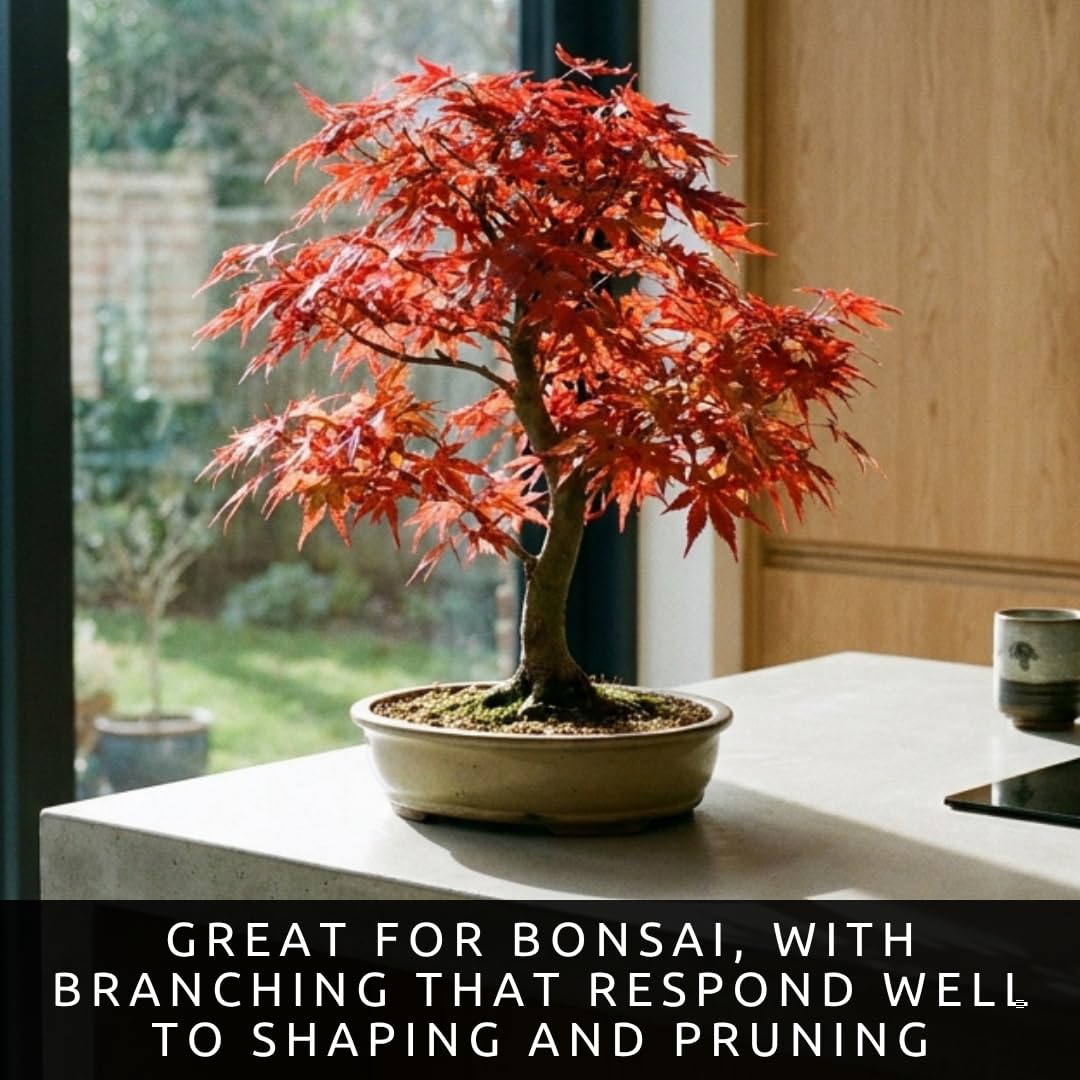 2-Pack Live Red Japanese Maple Tree Starts – Acer Palmatum Seedlings – Ornamental Landscape Trees – Vibrant Spring Color – Easy to Grow Starter Plants