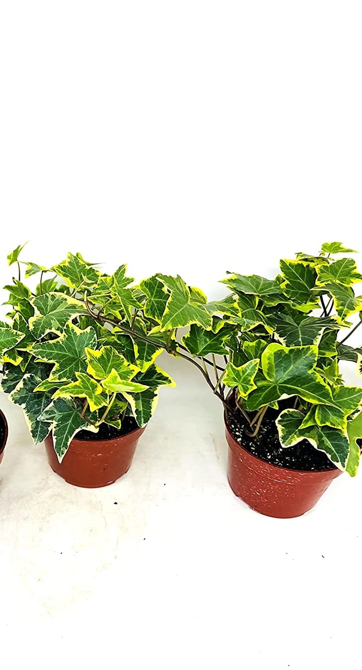 Gold Child English Ivy -2 Pack 3" Pot -Hedra Helix Plants