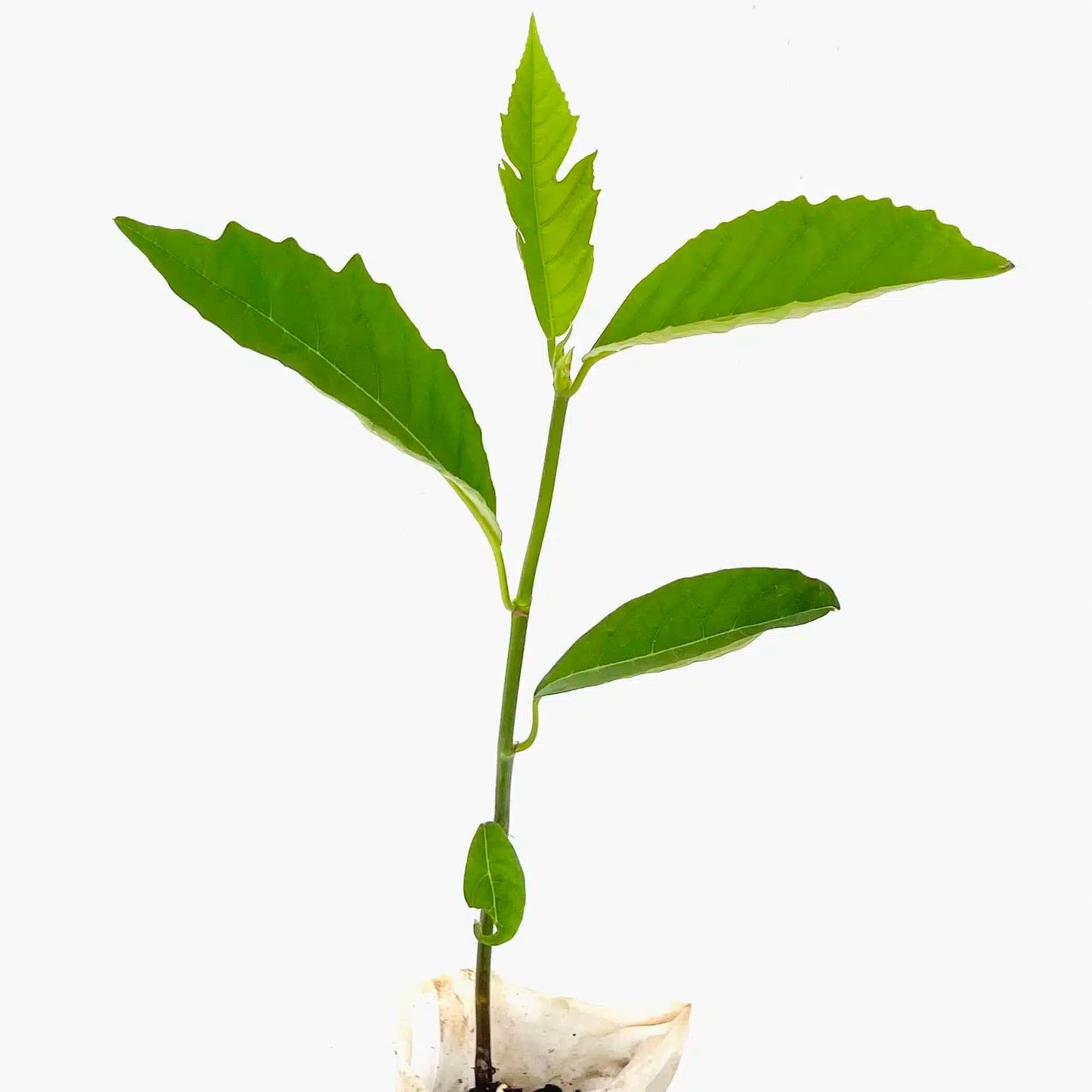 Live Plant - Breadfruit (Artocarpus camansi) Tropical Live Fruit Tree 2’-3’ feet