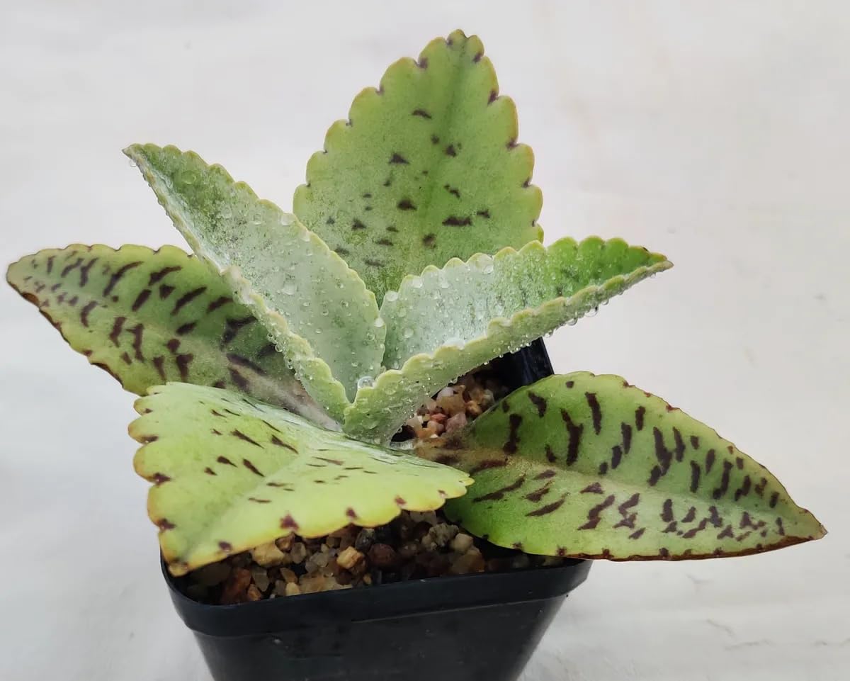 Donkey Ears Kalanchoe gastonis bonnieri Live Plant Rare Succulent Cacti 4" Plant