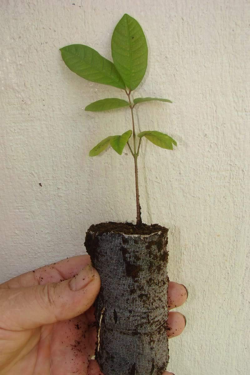 Live Longan Dimocarpus Dragon Eye Kohala Seedling Plant of Tropical Fruit Tree