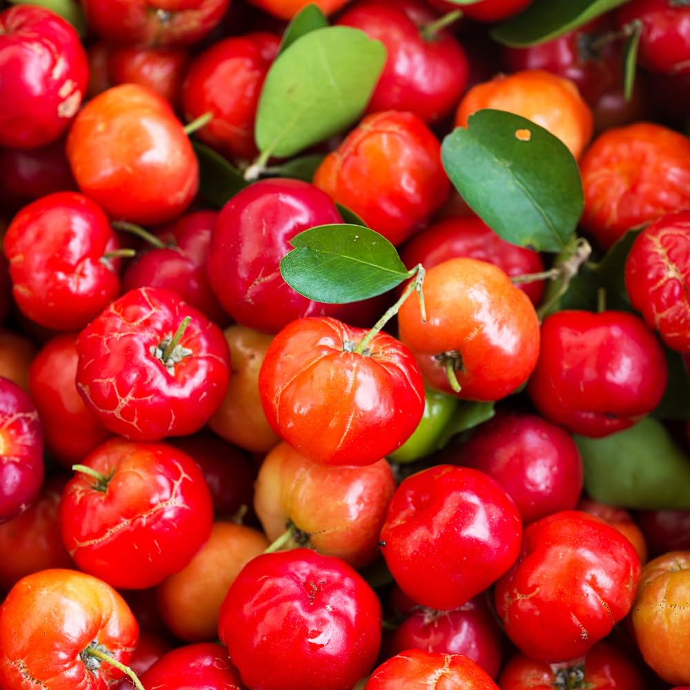 Cherry Tree Live Plant, Sweet Cherries Fruit Tree 4-8'' Tall, Tropical Fruit Trees for Planting Outdoor (Barbados Cherry Tree)