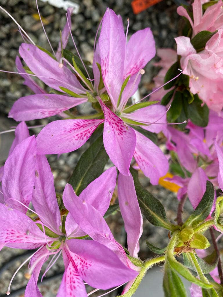 Live Plant - Koromo Shikibu Azalea Rhododendron Deciduous Starter Plant