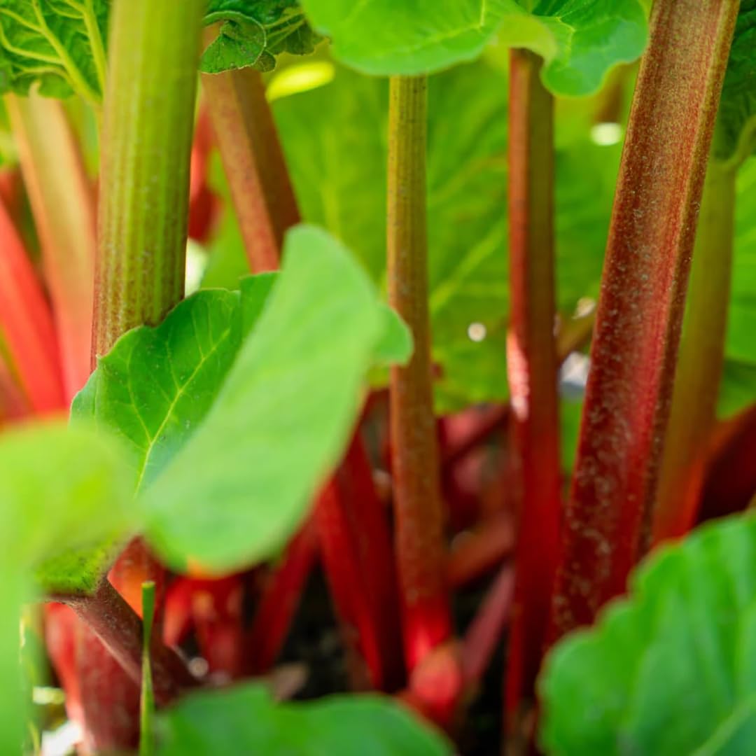 5 XL Size Rhubarb Roots for Planting, High Yield Rhubarb Plants Live, Large Crowns Cold Hardy, Zones 2-8