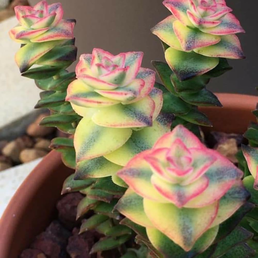 String Plant Live 4 Inch Pot, Rare Succulents Plants in Hanging Baskets, Trailing Succulent Houseplant for Home Office (Variegated String of Buttons)