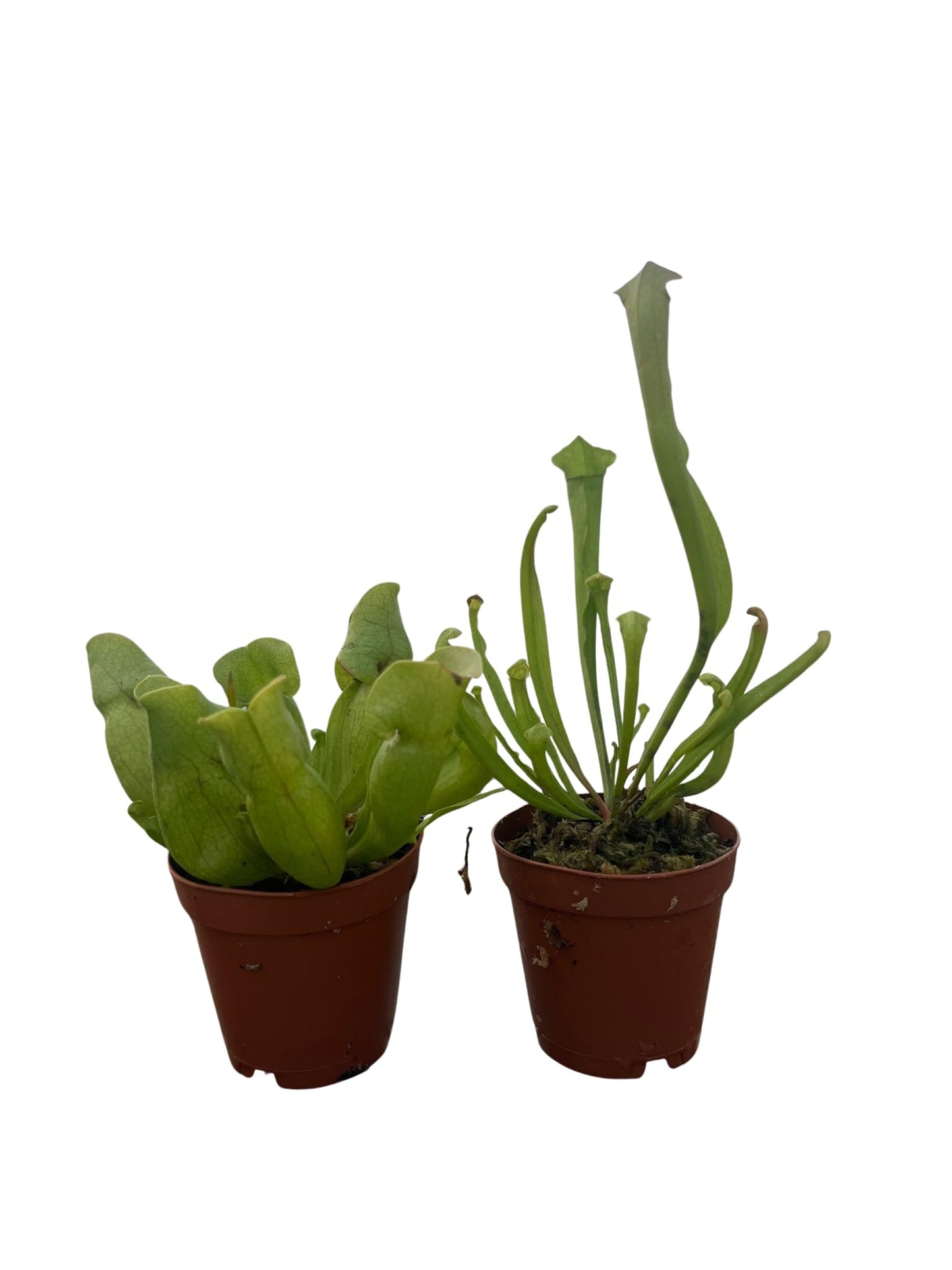 Assorted Carnivorous Pitcher Plants - Sarracenia - 2" Pots 2 Pack