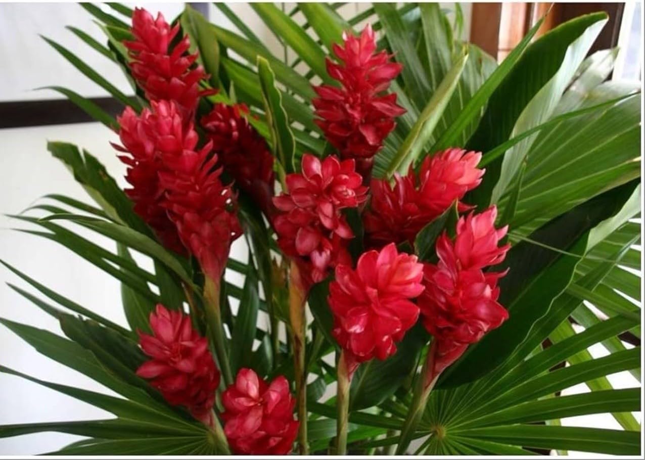 Live Plant - Hawaiian Red Ginger-Alpinia Purpurata- Small Rooted Starter Plant