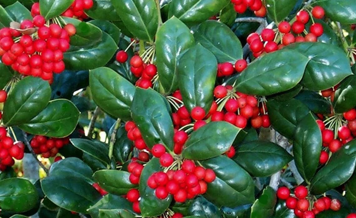 Burford Holly Tree/Shrub - 10-16" Tall Live Plant - Quart Pot - Holly Bush Seedling - Ilex Cornuta 'Burfordii'