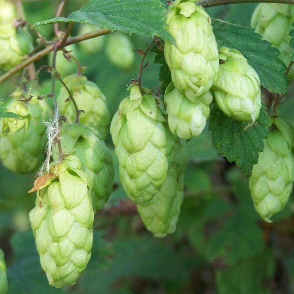 Palm Beach Medicinal Herbs - Hops (Humulus lupulus) - Packet of 30 Seeds