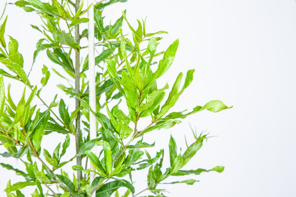 Willow Oak - Size: 4-5 ft, Live Plant, Includes Special Blend Fertilizer & Planting Guide