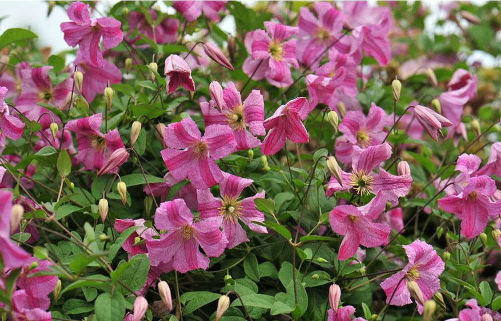 Pink Mink Clematis Live Plant Pink Flowers 4" Pot Proven Winners Garden
