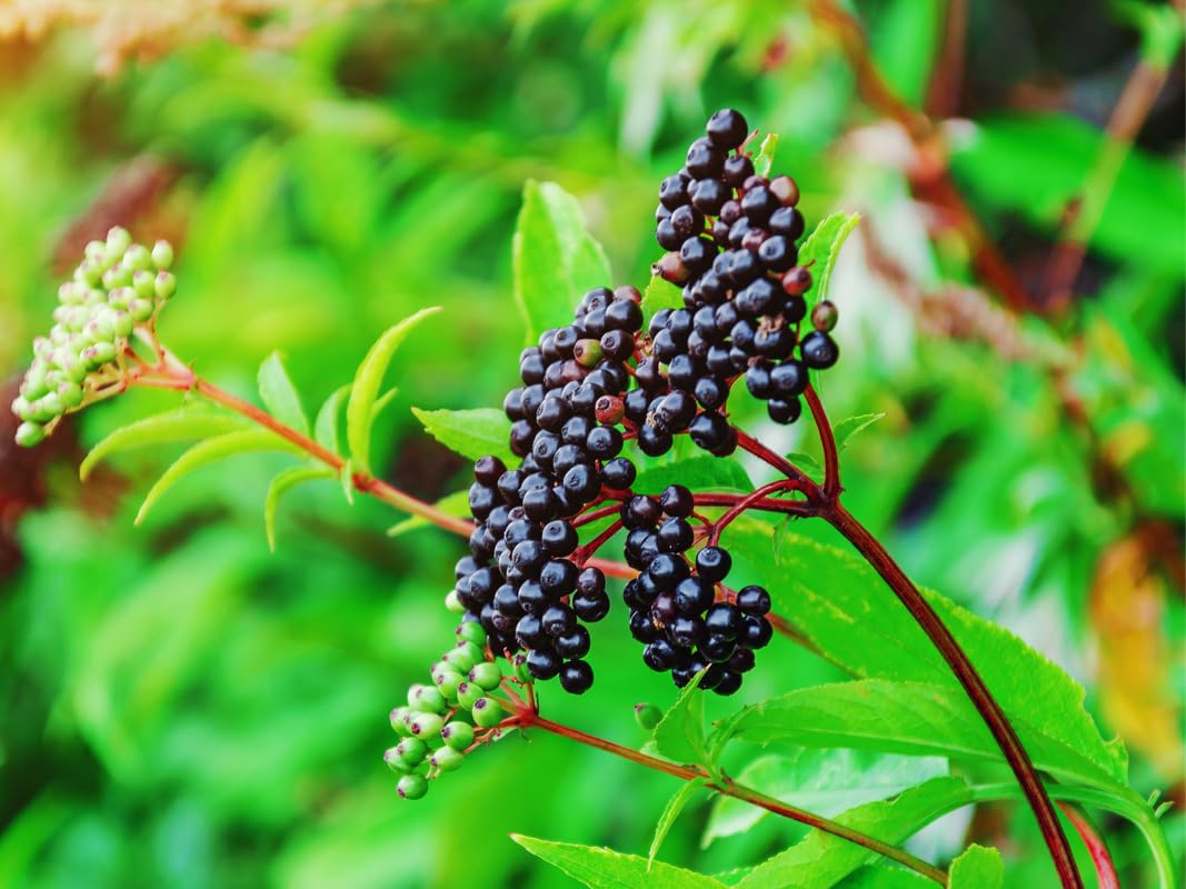 3 American Elderberry Trees Live Plant for Planting, Black Elderberry Bush Live Plants, Bareroots 6-12 Inc Tall, Sambucus Canadensis Elderberry Plant Live, Elderberries Fruit Tree
