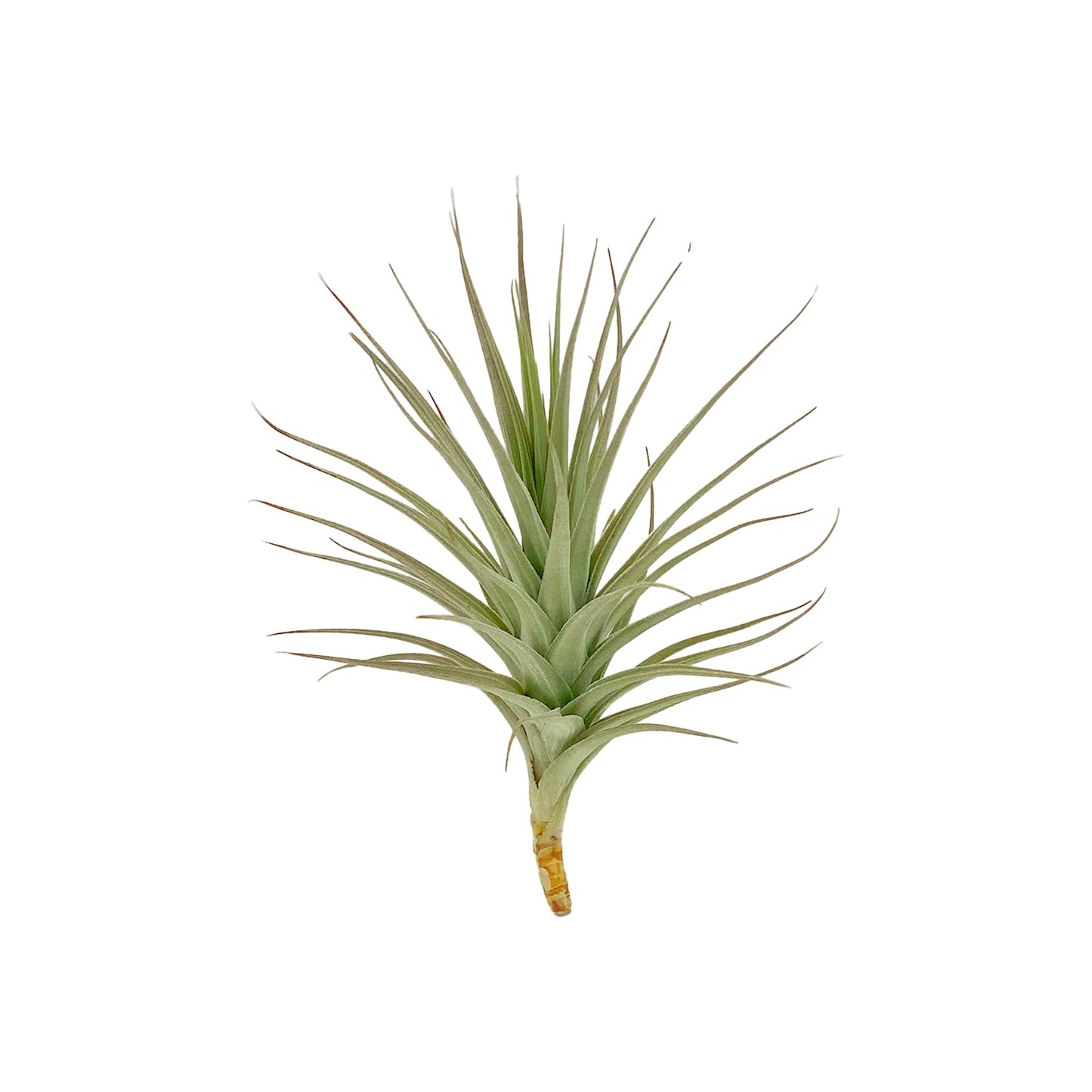 ragnaroc Air Plants - Flowering Tillandsia Lilla Lilac, Large 5" - 3ct - Live Arrival Guaranteed - House Plants for Home Decor & Gift