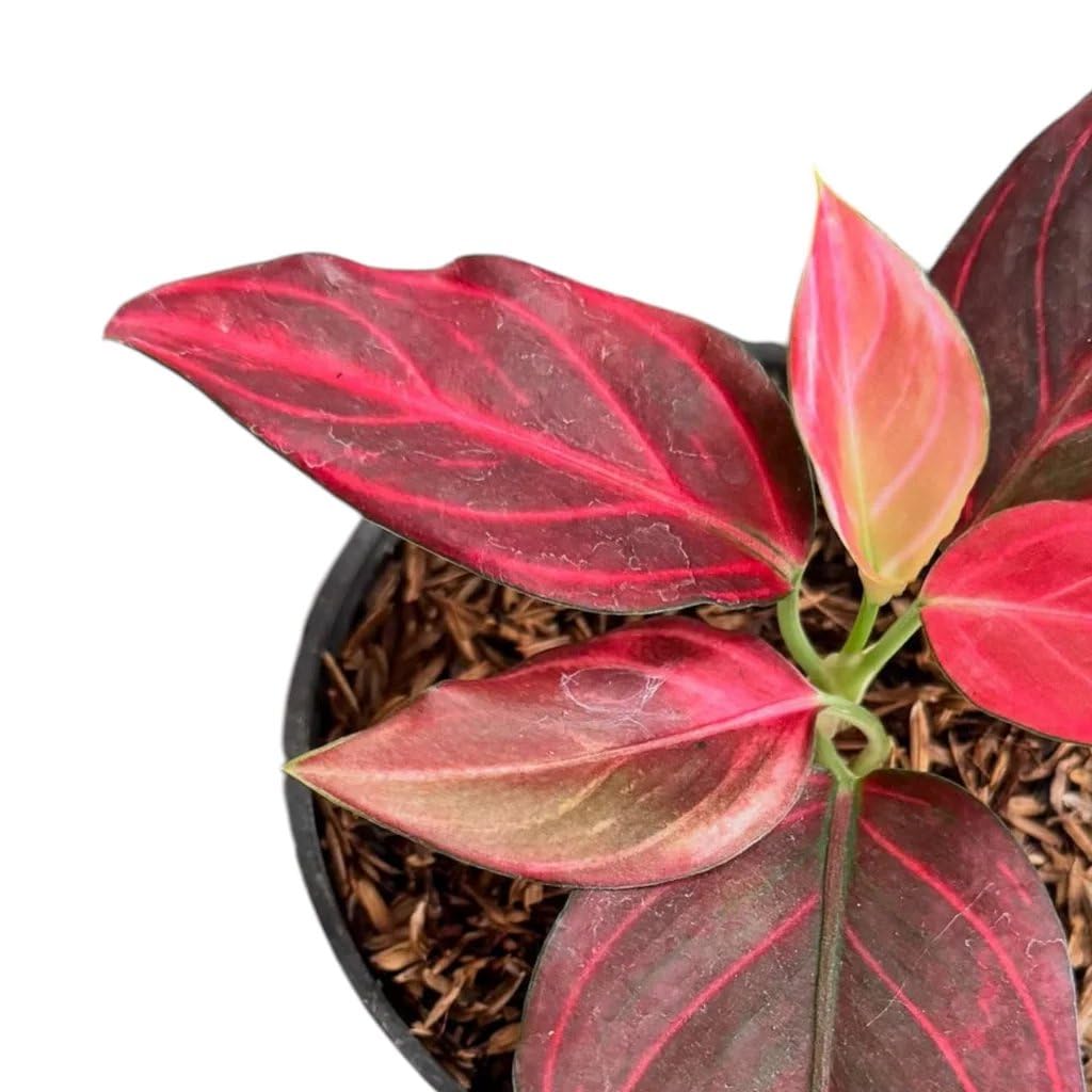 Red Vein Aglaonema - 1 Live Plant in a 4 Inch Pot - Aglaonema Commutatum - Extremely Rare Indoor Houseplant
