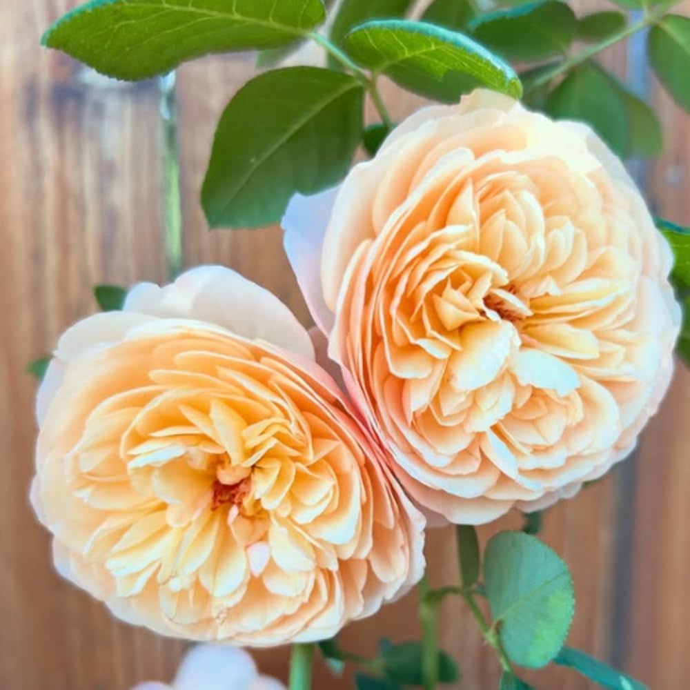 Fragrant Rose Plant Live in Pot, Reblooming Roses Bush for Outdoor Garden (Apricot Rose)