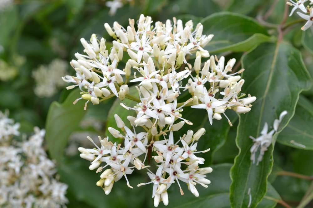 Silky Dogwood Tree Seedlings for Planting - No Ship to California (3 Seedlings)