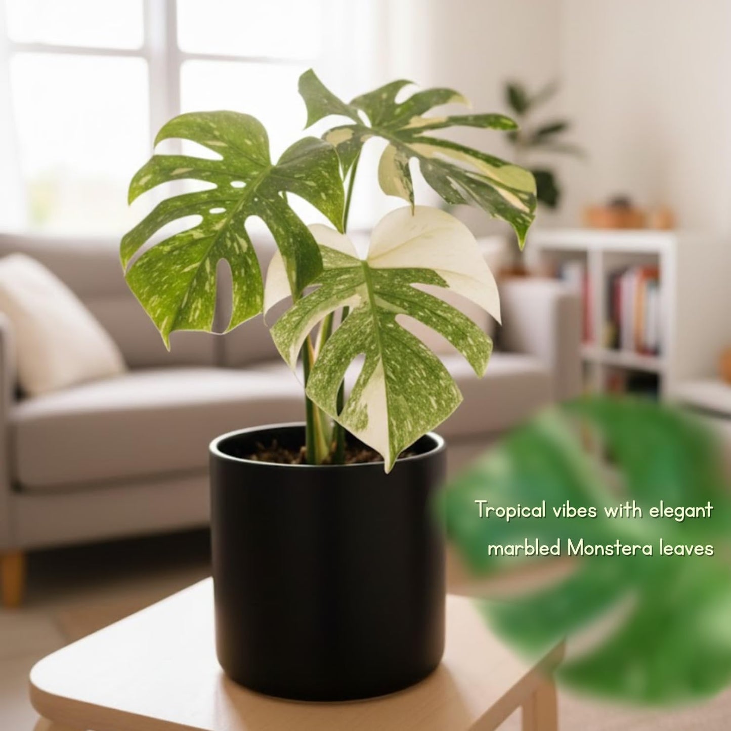 Monstera Plant 4-6 Inch, Live Indoor Plant, Split Leaf Houseplant for Home Office Decoration, No Pot (Variegated Monstera)