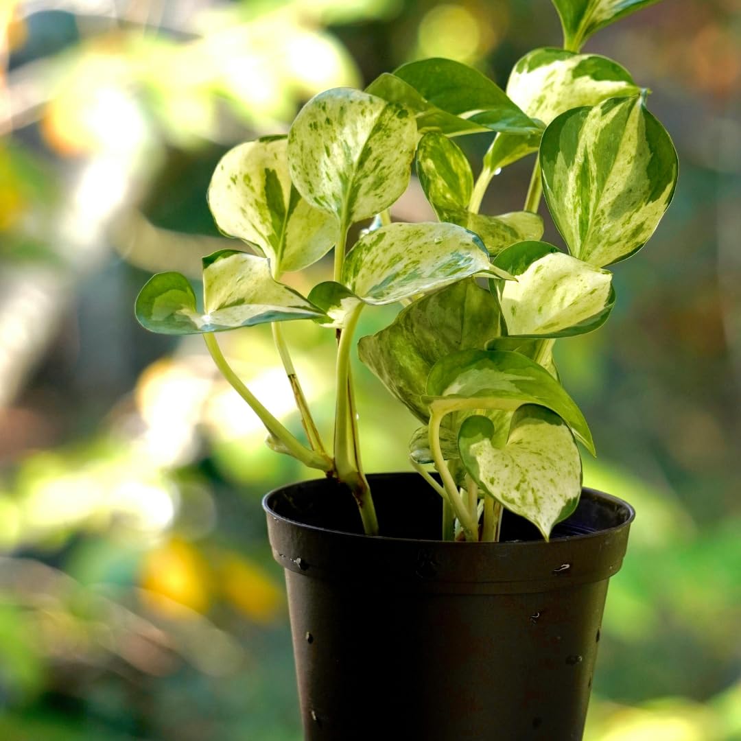 Set 2 N’Joy Pothos Live Houseplant, Variegated Pothos Plant, 3 Inches Pot for Indoor or Outdoor Growing