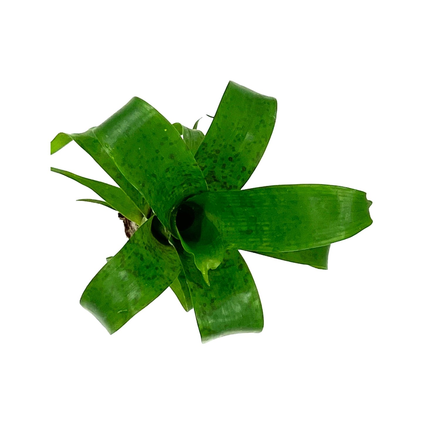 ragnaroc Live Plants – Bromeliad Vrisea Fenestralis, 4-8" 2" Plug - 1ct - Live Arrival Guaranteed - House Plants for Home Decor & Gift