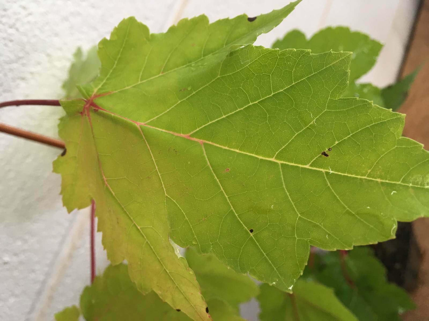 Live Plant - October Glory Maple Tree - Live Plant - 12-24" Tall - Quart Pot - Fast Growing