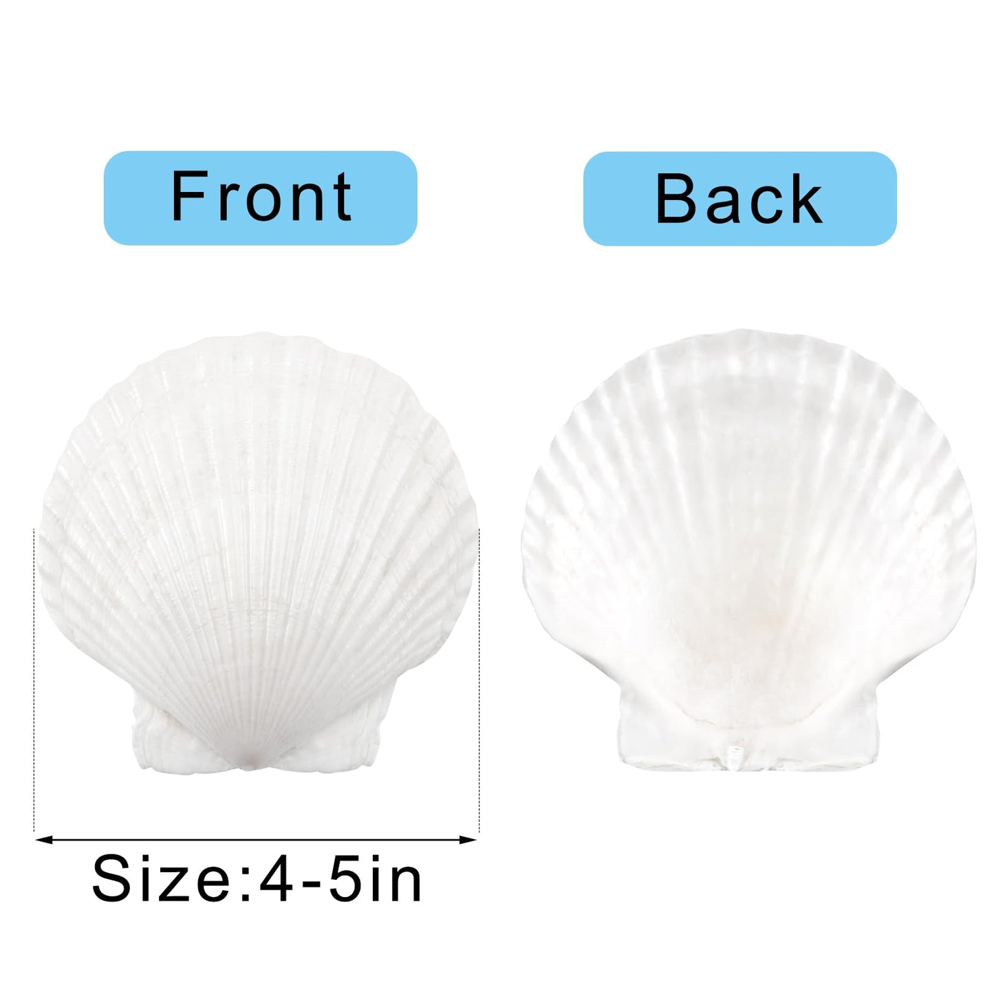10PCS Large Natural Scallop Shells, 4''-5'' Large Shell for Crafts, DIY Painting, Baking and Beach Wedding Decorations - Large White Seashells Bulk for Ocean Themed Parties and Home Decor