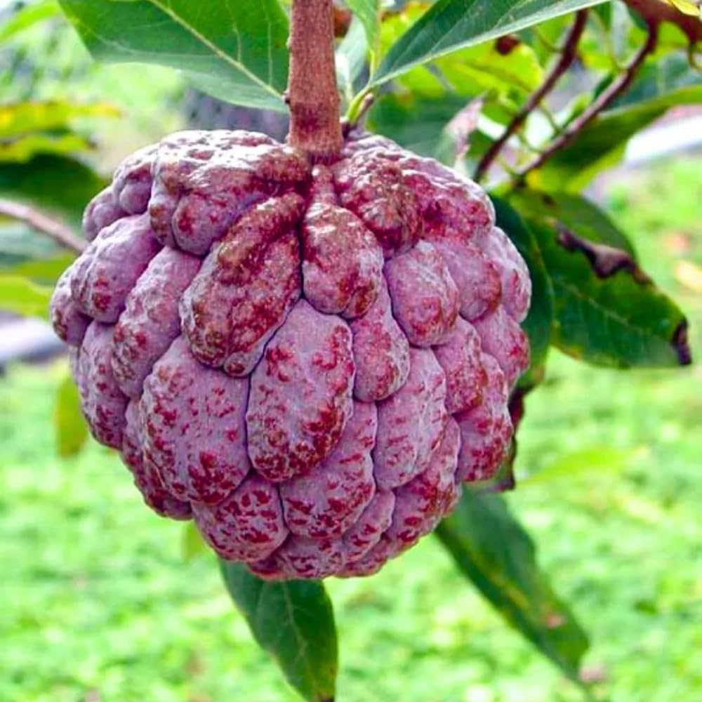 Red Sugar Apple Plant Live for Planting 2-3 Feet Tall, 3 Gallon Pot, Annona Squamosa Sugar Apple Tree Live Plant, No Ship to CA