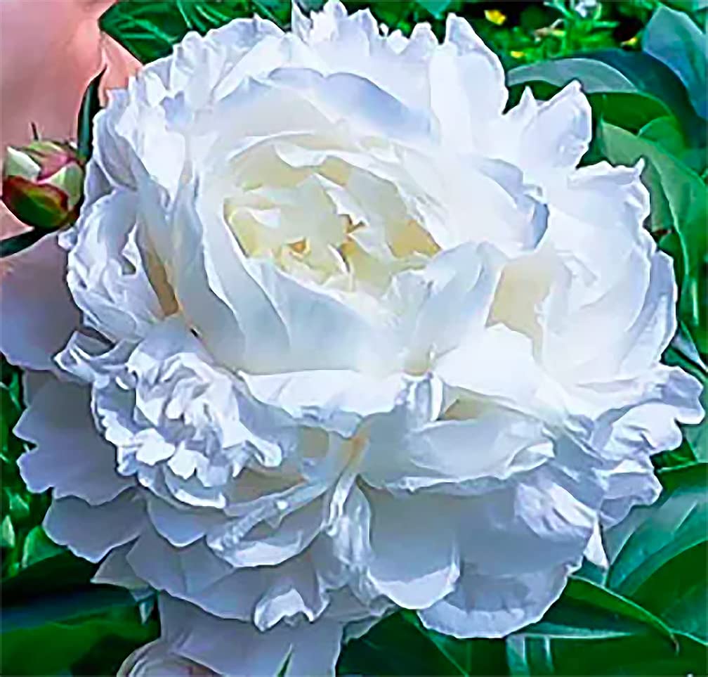 Duchess De Nemours Double White Peony Bulbs - Bare Root 3-5 Eyes, Delightful Fragrance | Peony Plants for Planting Outdoors