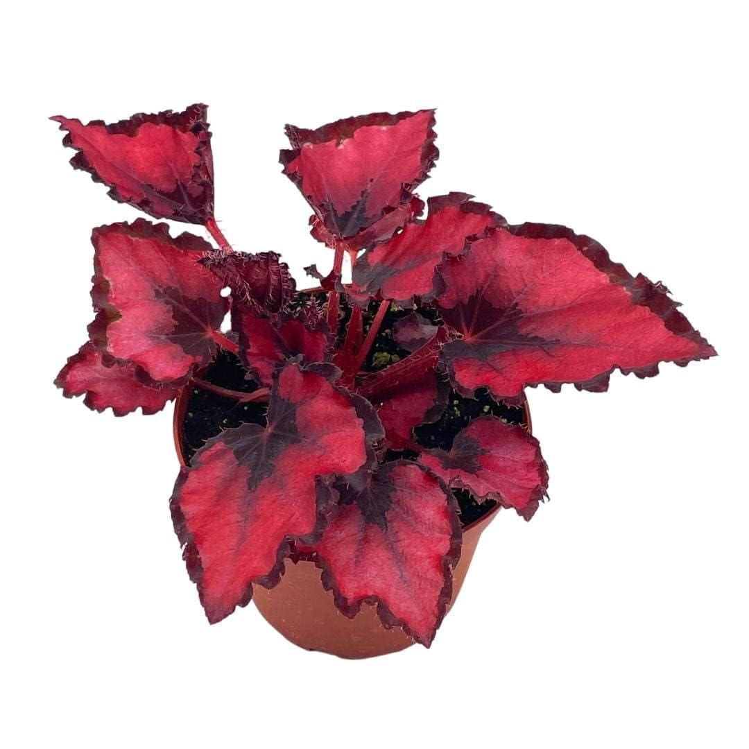 Harmony Foliage Harmony's Red Robin, Begonia Rex, Dark 4 inch Painted-Leaf Begonia, Variegated