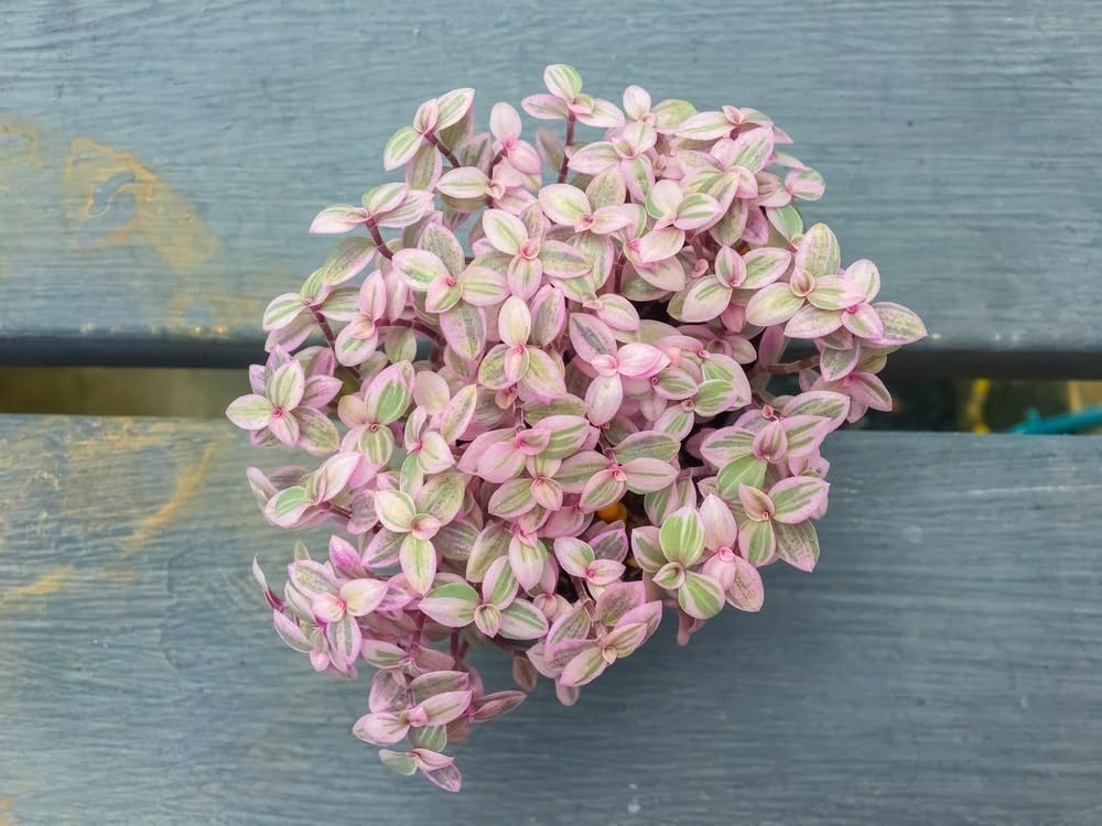 Pink Lady Succulent Plant 2 Inch Pot - Callisia Repens