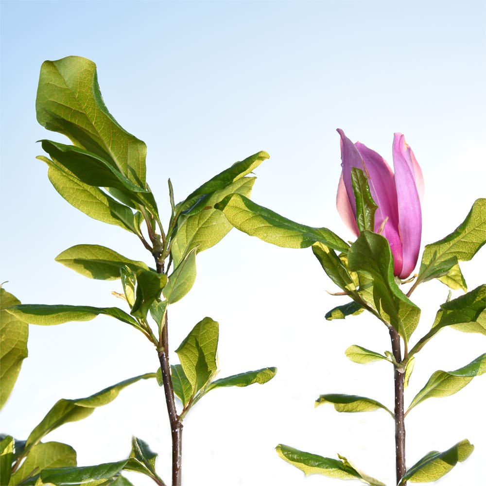 Perfect Plants Jane Magnolia Live Plant, 3 Gallon, Includes Care Guide