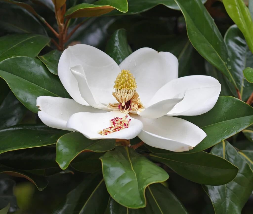 Live Plant - Southern Magnolia Tree 20-28 inch Tall
