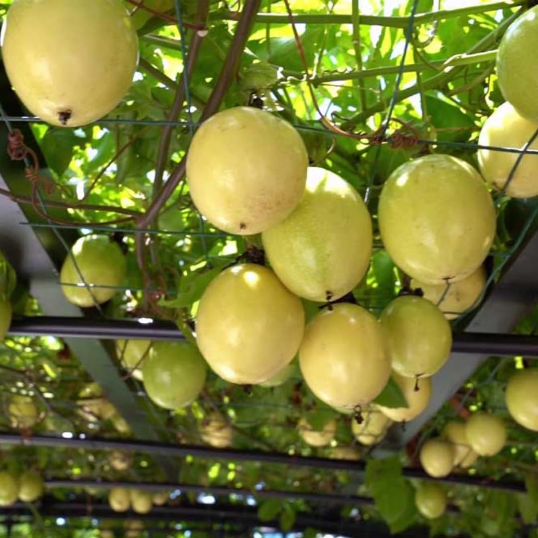 Passion Fruit Tree Live Plant, Passionfruit Vine Plant, 5 to 7 Inc in Height, Passionfruit Plant Live Planting (Yellow)